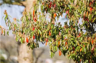 Photinia davidiana - Funkenblatt