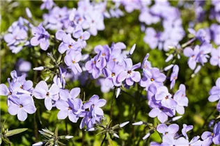 Phlox stolonifera 'Blue Ridge' - Wander-Phlox 'Blue Ridge'