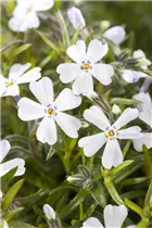 Phlox subulata 'Early Spring' - Polster-Flammenblume 'Early Spring'