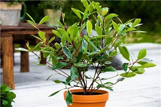 Photinia fraseri 'Louise'(s) - Glanzmispel 'Louise'(s)