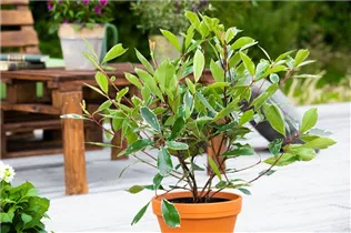 Photinia fraseri 'Louise'(s) - Glanzmispel 'Louise'(s)