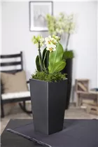 Phalaenopsis multiflora - Kleinblumige Schmetterlingsorchidee