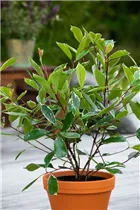 Photinia fraseri 'Louise'(s) - Glanzmispel 'Louise'(s)