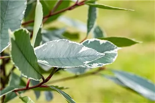 Photinia fraseri 'Louise'(s) - Glanzmispel 'Louise'(s)