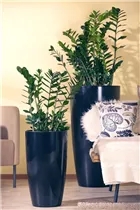 - Zamioculcas zamiifolia  - Zamioculcas zamiifolia