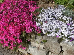Phlox subulata 'Mc Daniel´s Cushion' - Garten-Teppich-Flammenblume 'Mc Daniel´s Cushion'