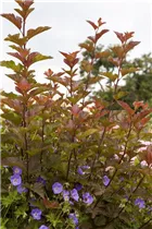 Physocarpus opulifolius 'Lady in Red'® - Fasanenspiere 'Lady in Red'®