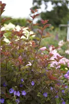 Physocarpus opulifolius 'Lady in Red'® - Fasanenspiere 'Lady in Red'®
