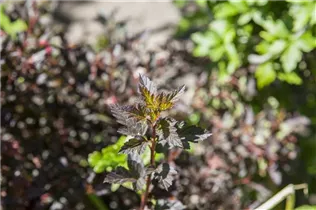 Physocarpus opulifolius 'Little Devil'® - Fasanenspiere 'Little Devil'®