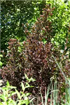 Physocarpus opulifolius 'Little Devil'® - Fasanenspiere 'Little Devil'®