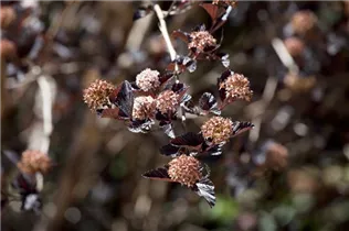 Physocarpus opulifolius 'Little Devil'® - Fasanenspiere 'Little Devil'®