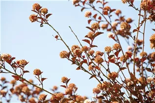 Physocarpus opulifolius 'Little Devil'® - Fasanenspiere 'Little Devil'®