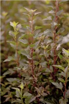 Physocarpus opulifolius 'Little Devil'® - Fasanenspiere 'Little Devil'®