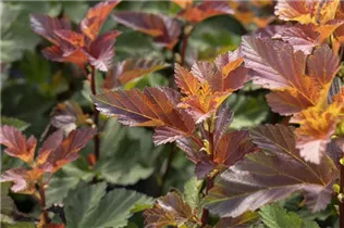 Physocarpus opulifolius 'Little Devil'® - Fasanenspiere 'Little Devil'®