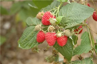  - Rubus idaeus 'Pokusa'®