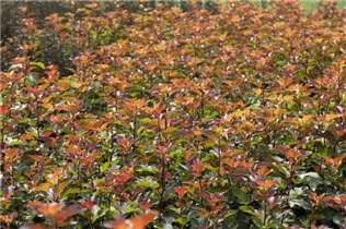 Physocarpus opulifolius 'Little Devil'® - Fasanenspiere 'Little Devil'®