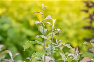 Photinia villosa - Glanzblattmispel