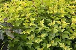 Physocarpus opulifolius 'Nugget' - Fasanenspiere 'Nugget'