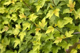 Physocarpus opulifolius 'Nugget' - Fasanenspiere 'Nugget'