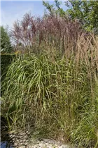 Phragmites australis - Gewöhnliches Schilf Phragmites australis - Gewöhnliches Schilf