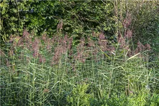 Phragmites australis - Gewöhnliches Schilf Phragmites australis - Gewöhnliches Schilf