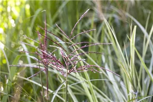Phragmites australis - Gewöhnliches Schilf Phragmites australis - Gewöhnliches Schilf