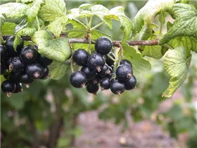  - Ribes nigrum 'Tsema'