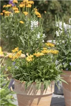 Physostegia virginiana - Gelenkblume