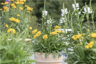 Physostegia virginiana - Gelenkblume