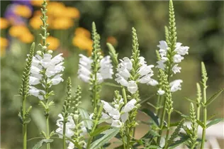 Physostegia virginiana - Gelenkblume