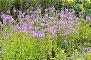 Physostegia virginiana - Gelenkblume