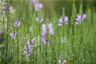 Physostegia virginiana 'Grandiflora Rosea' - Garten-Gelenkblume 'Grandiflora Rosea' Physostegia virginiana 'Grandiflora Rosea' - Garten-Gelenkblume 'Grandiflora Rosea'