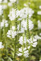 Physostegia virginiana 'Schneekrone' - Garten-Gelenkblume 'Schneekrone'