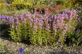 Physostegia virginiana 'Vivid' - Garten-Gelenkblume 'Vivid'