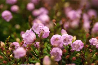 Phylliopsis hillieri 'Sprite' - Irische Frühlingsheide 'Sprite'