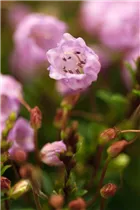 Phylliopsis hillieri 'Sprite' - Irische Frühlingsheide 'Sprite'