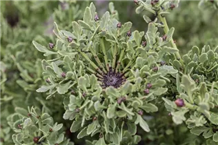 Phyllocladus alpinus - Gebirgs-Blatteibe