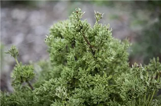 Phyllocladus alpinus - Gebirgs-Blatteibe