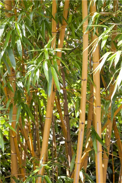 Goldrohrbambus, Phyllostachys aurea
