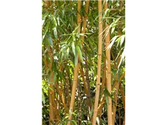 Phyllostachys aurea - Goldrohrbambus Phyllostachys aurea - Goldrohrbambus
