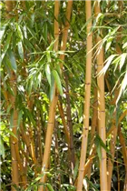 Phyllostachys aurea - Goldrohrbambus Phyllostachys aurea - Goldrohrbambus