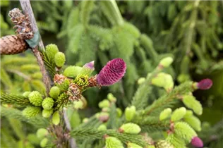 Picea abies 'Acrocona' - Zapfen-Fichte 'Acrocona'