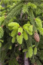 Picea abies 'Acrocona' - Zapfen-Fichte 'Acrocona'