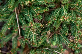 Picea abies 'Clanbrassiliana' - Steinfichte 'Clanbrassiliana' Picea abies 'Clanbrassiliana' - Steinfichte 'Clanbrassiliana'