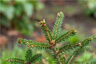 Picea abies 'Clanbrassiliana' - Steinfichte 'Clanbrassiliana' Picea abies 'Clanbrassiliana' - Steinfichte 'Clanbrassiliana'