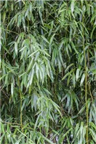 Phyllostachys bissetii - Grüner Bambus Phyllostachys bissetii - Grüner Bambus