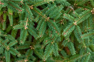 Picea abies 'Compacta' - Fichte 'Compacta'