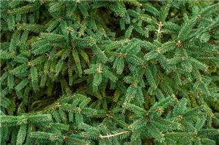 Picea abies 'Compacta' - Fichte 'Compacta'