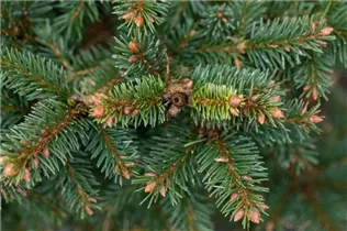 Picea abies 'Dippenhall' - Fichte 'Dippenhall'