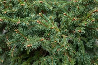 Picea abies 'Dippenhall' - Fichte 'Dippenhall'
